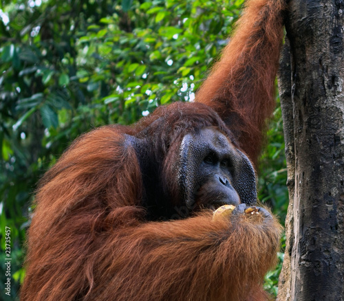 orangutan © charles taylor