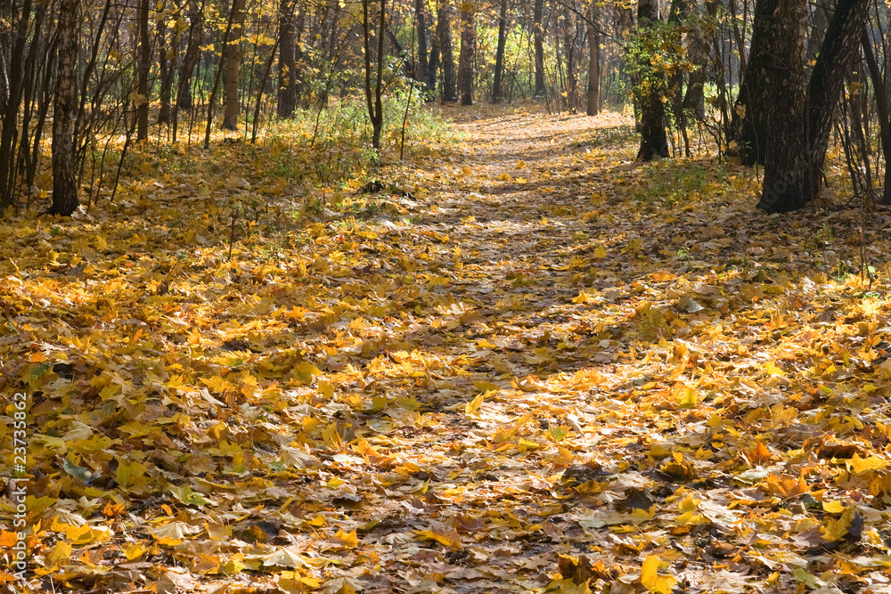 Autumn park