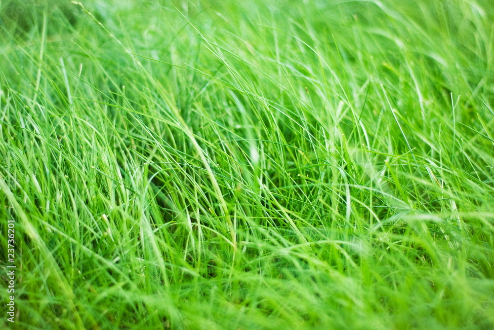 green grass green grass