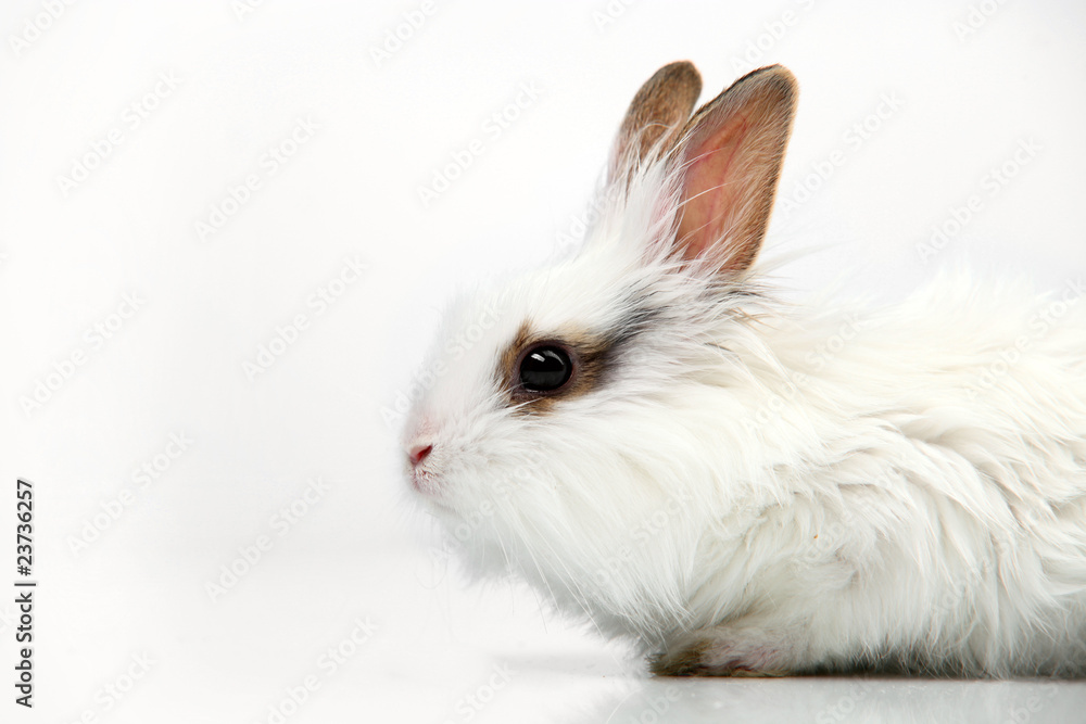 White fancy rabbit on the white background in the studio