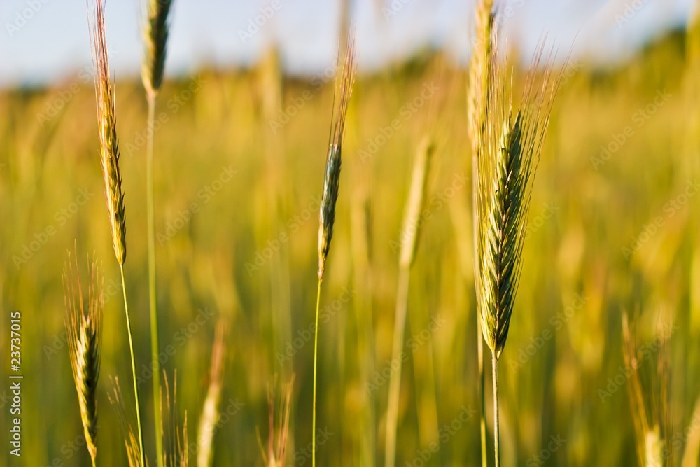 Fototapeta premium wild plant