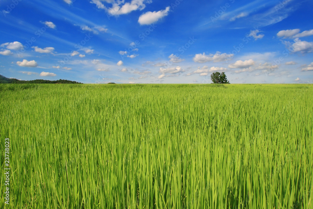 rice field rice field