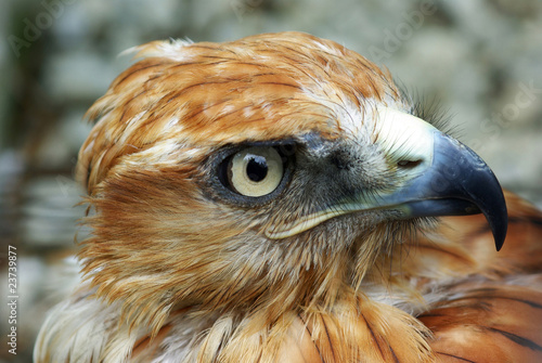 bird of prey