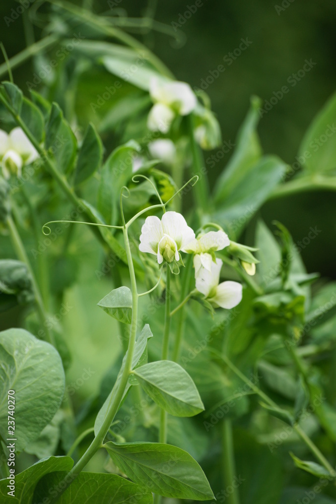 Blühende Gartenerbse