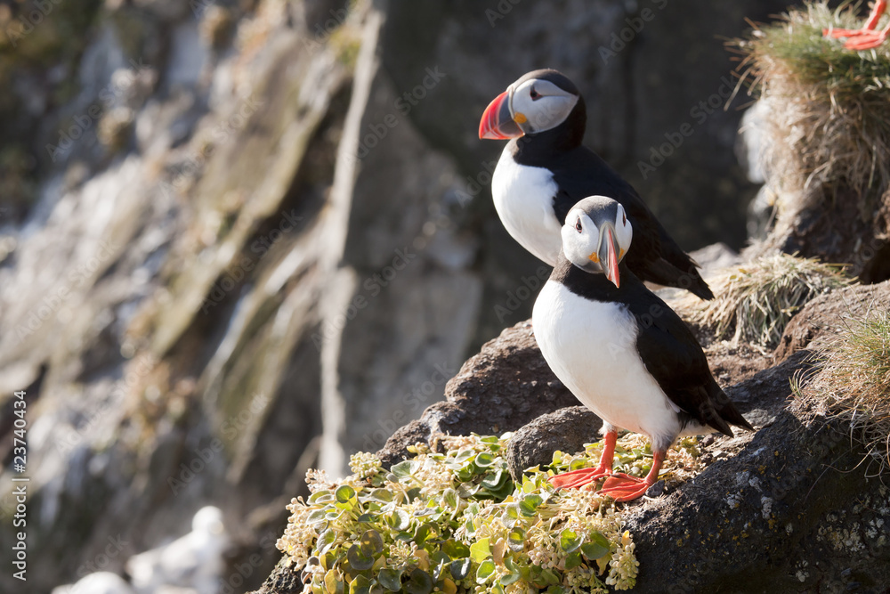 Fototapeta premium Puffin