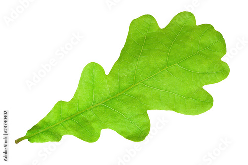 Green oak leaf
