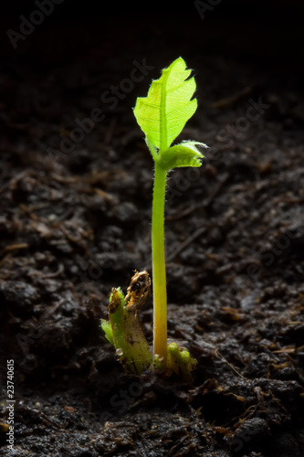 Newborn oak photo