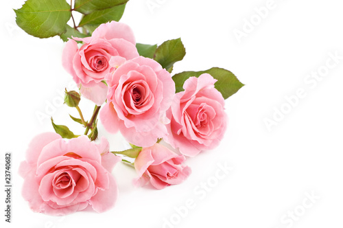 Fototapeta Naklejka Na Ścianę i Meble -  Pink Roses White Background