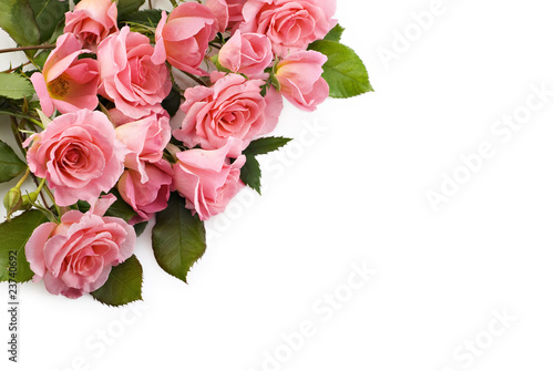 Petite Pink Roses