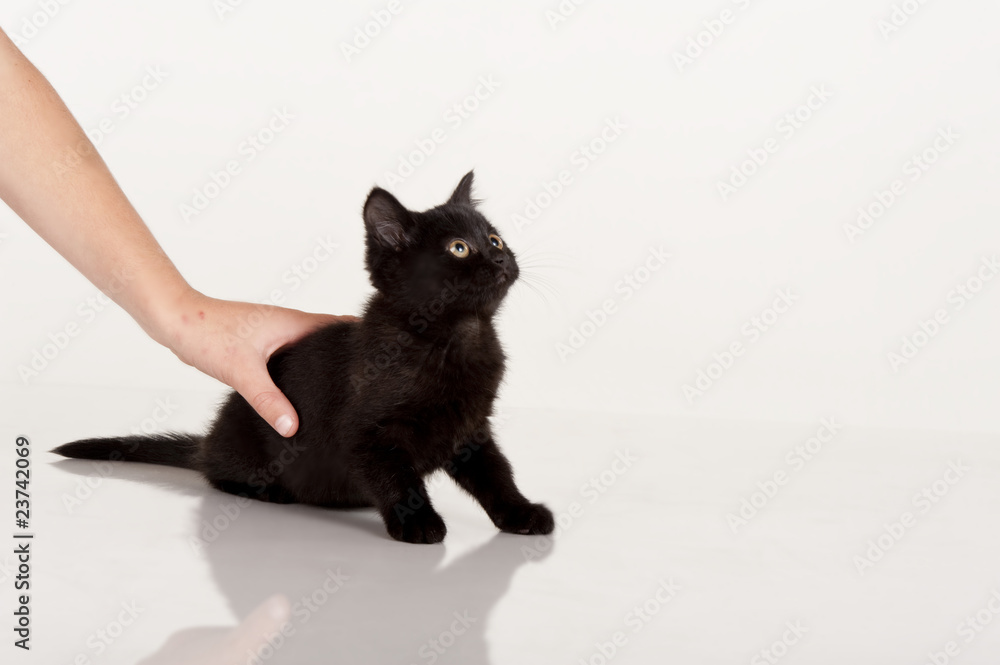 cute black kitten against white background cute black kitten against white background