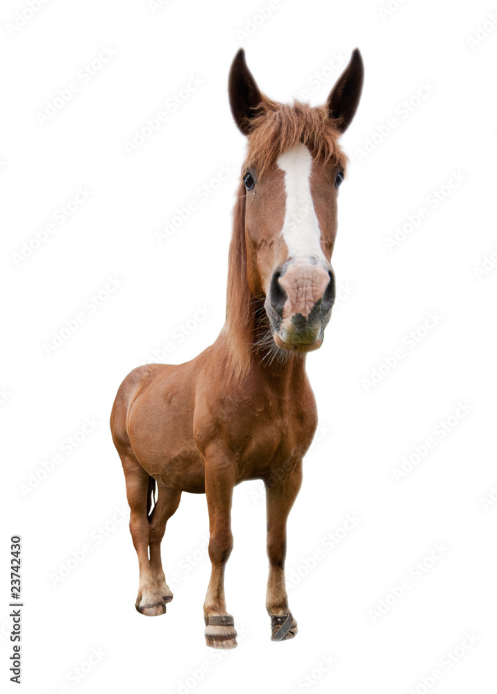 funny horse isolated on white funny horse isolated on white