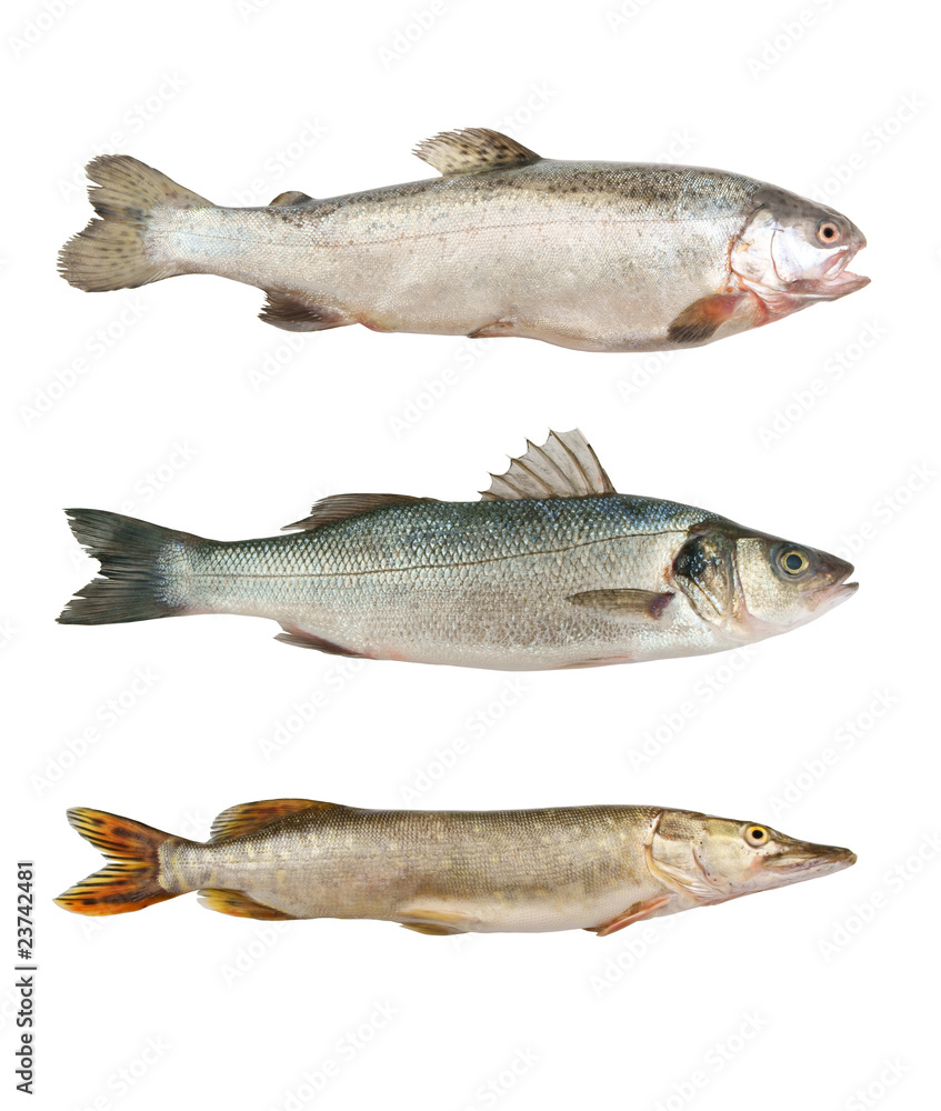 Fish collection isolated on white background Fish collection isolated on white background