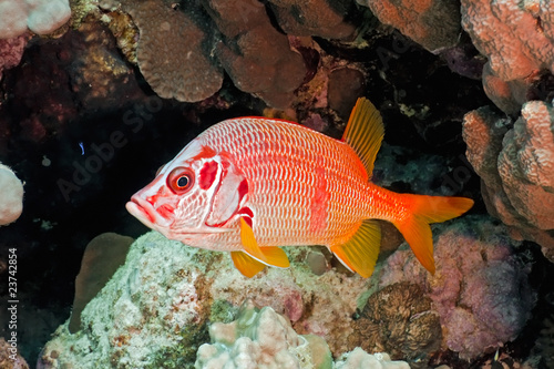 Obraz na płótnie Squirrelfish on the coral fish w salonie