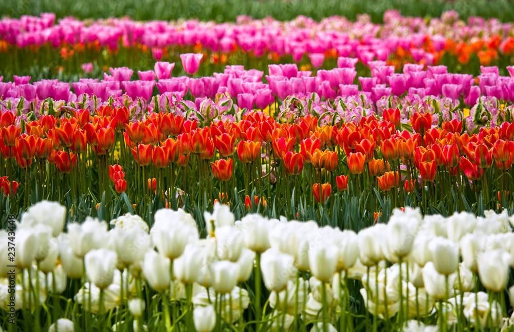 Fototapeta premium Sea of colorful tulips