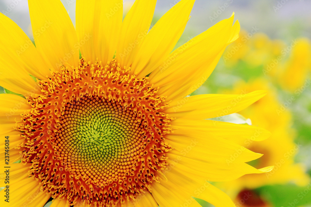 the closeup of Beautiful yellow Sunflower petals the closeup of Beautiful yellow Sunflower petals