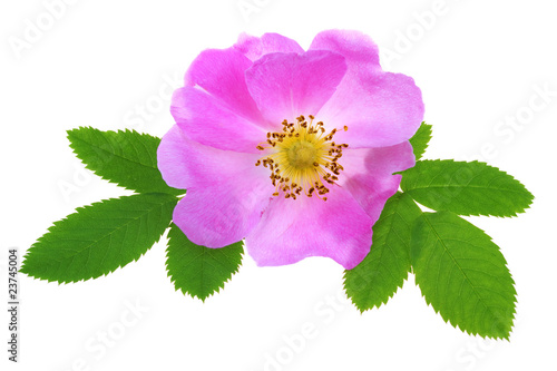 Wild rose