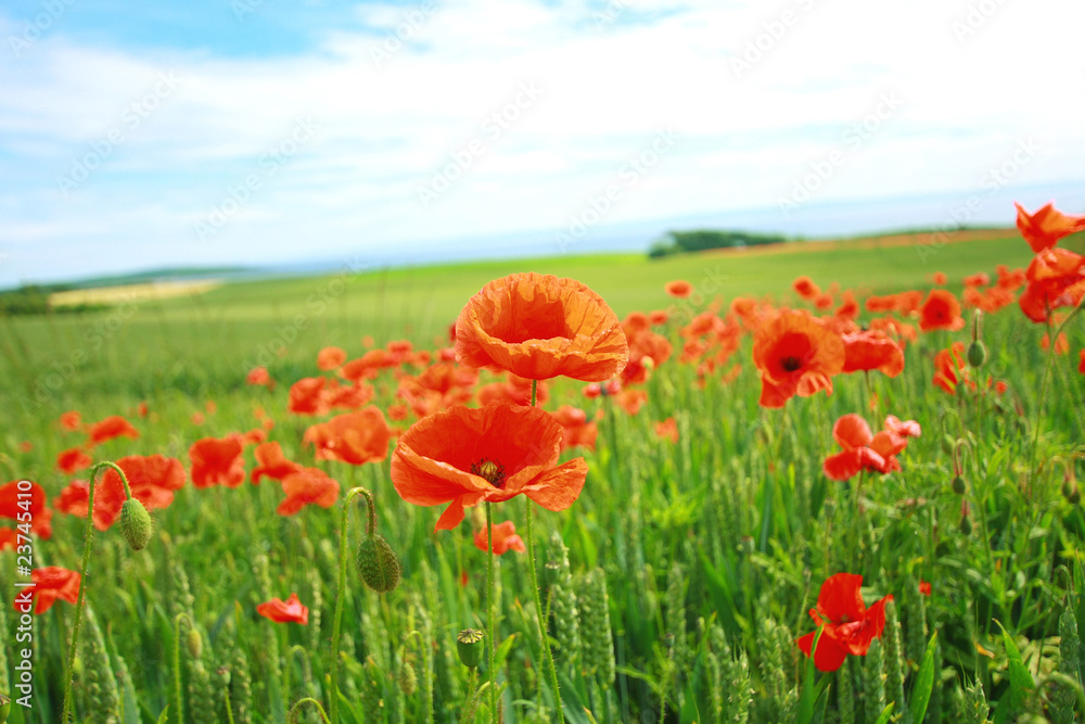 Summer poppies in the fields of wheat Summer poppies in the fields of wheat
