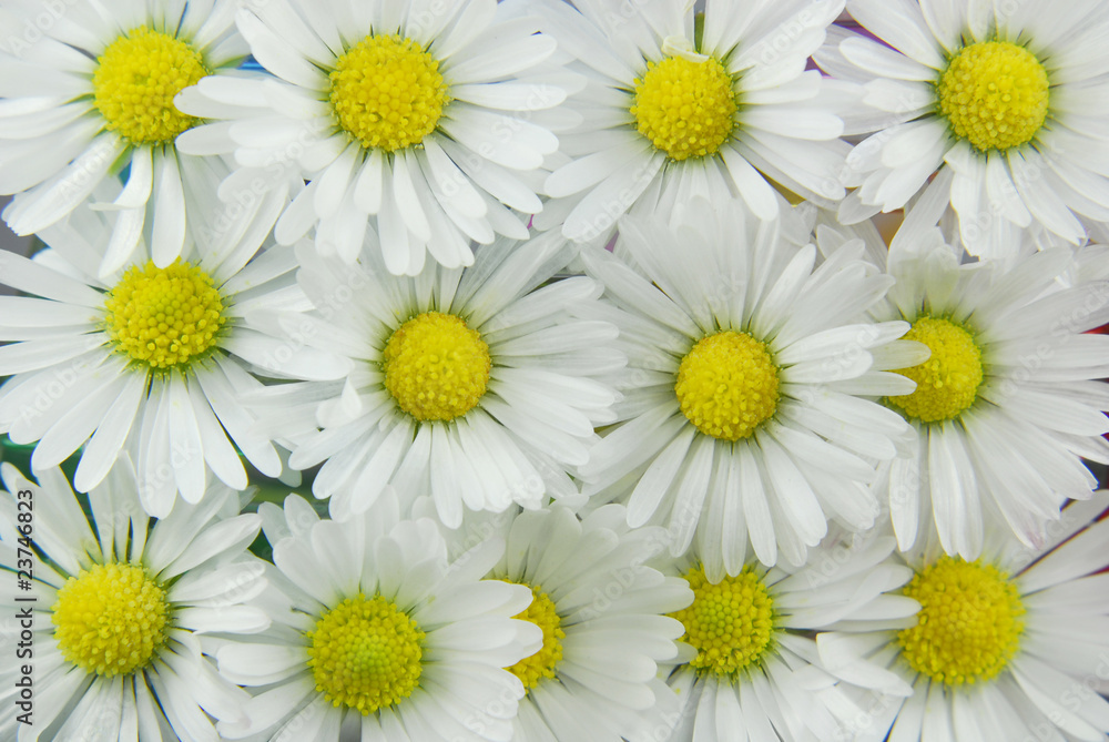 Fototapeta premium white daisies background
