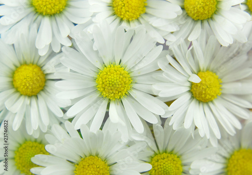white daisies background