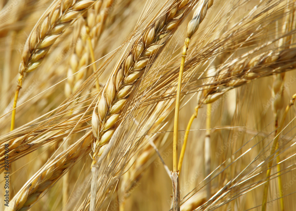 Reife Kornähren im Sonnenlicht - Cereal Grains Reife Kornähren im Sonnenlicht - Cereal Grains