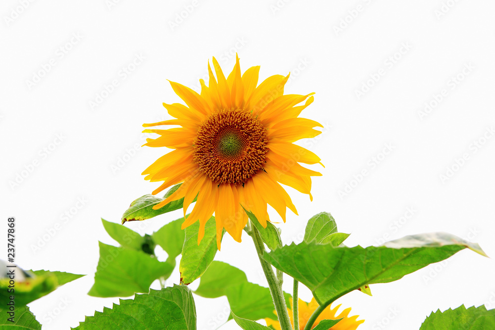 Obraz premium the closeup of Beautiful yellow Sunflower petals
