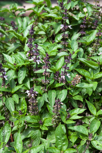 Quadro su tela Basil Leafs