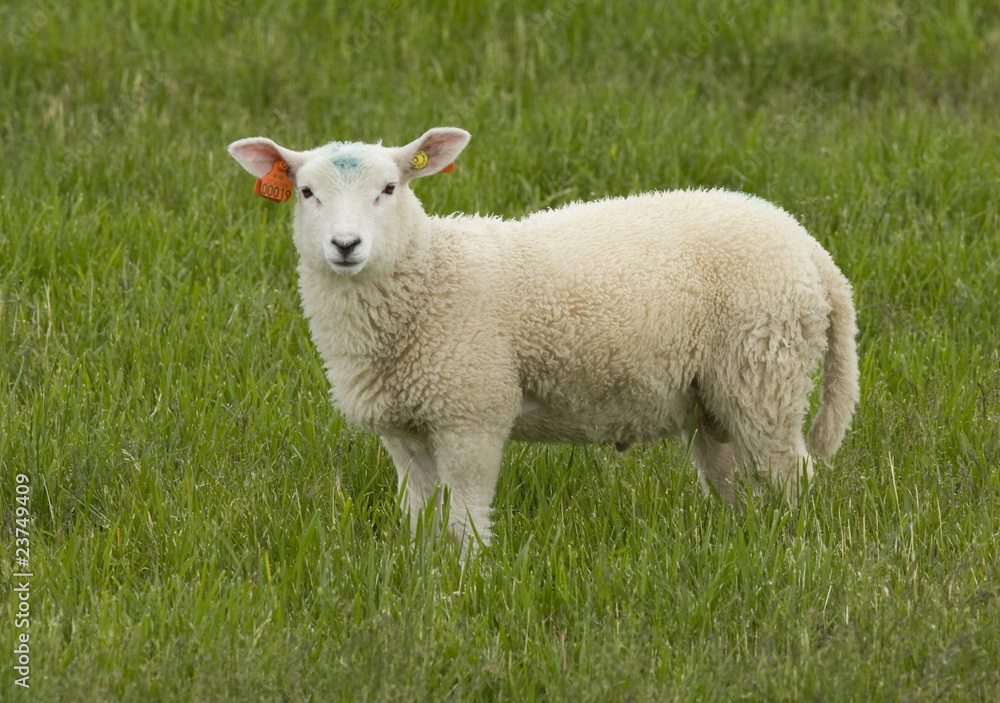 Lamb Lamb