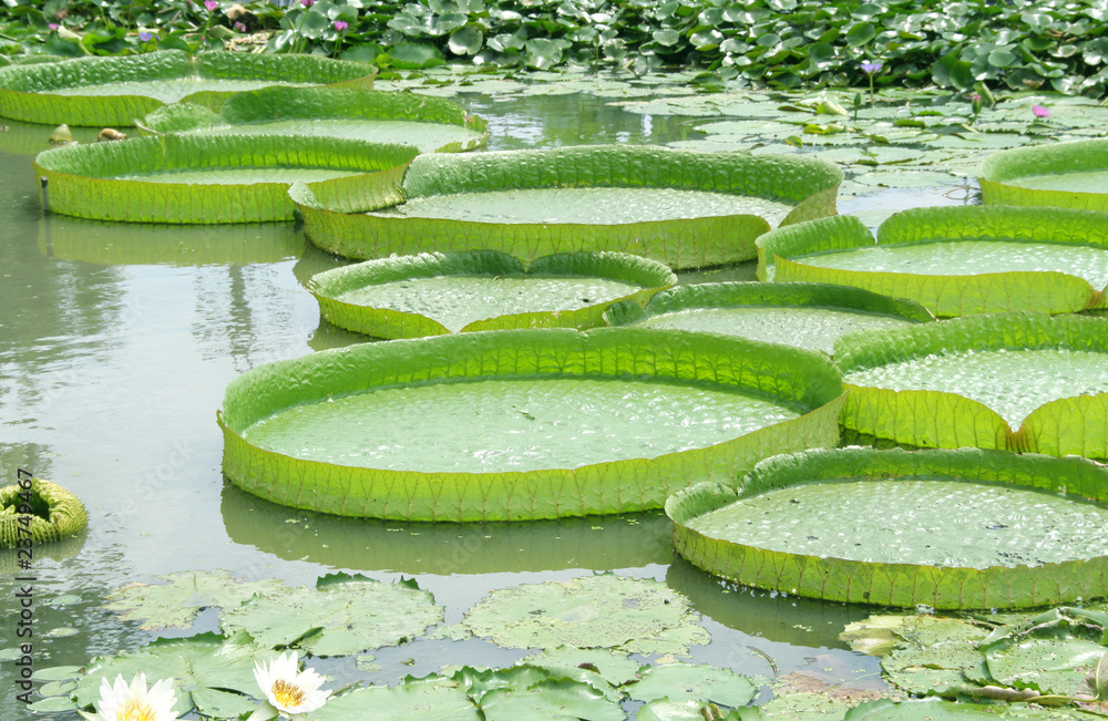 Victoria Regia - the largest water lily in the world