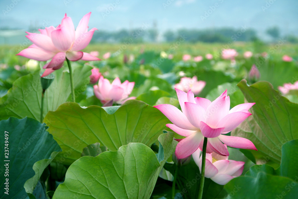 lotus flower blossom