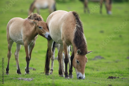 Fototapeta Naklejka Na Ścianę i Meble -  Przewalski-Pferde