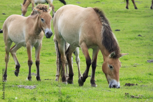 Fototapeta Naklejka Na Ścianę i Meble -  Przewalski-Pferde