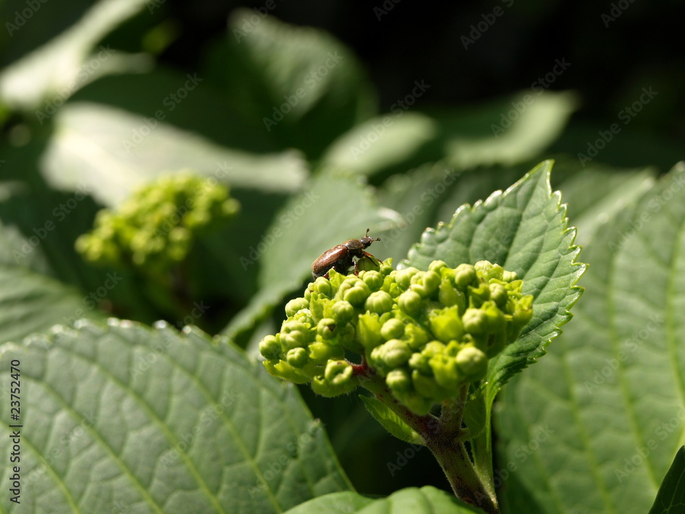 Knospen mit Maikäfer Knospen mit Maikäfer