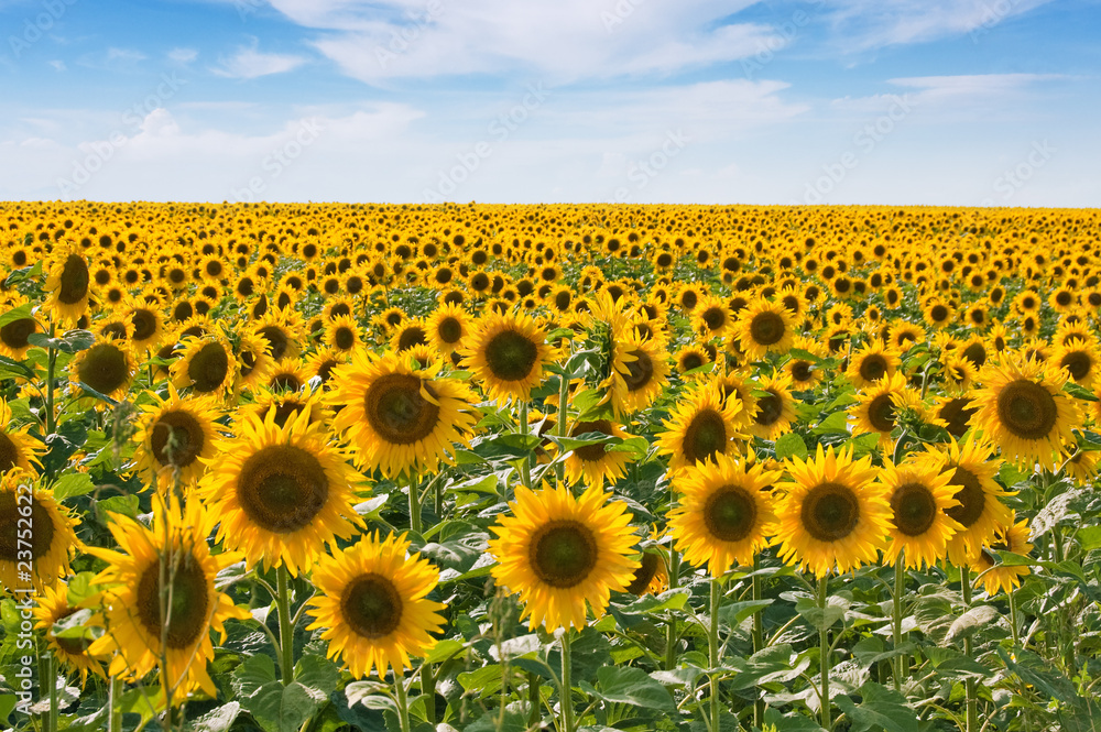 Obraz premium Sunflower field