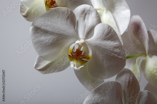 Orchidee