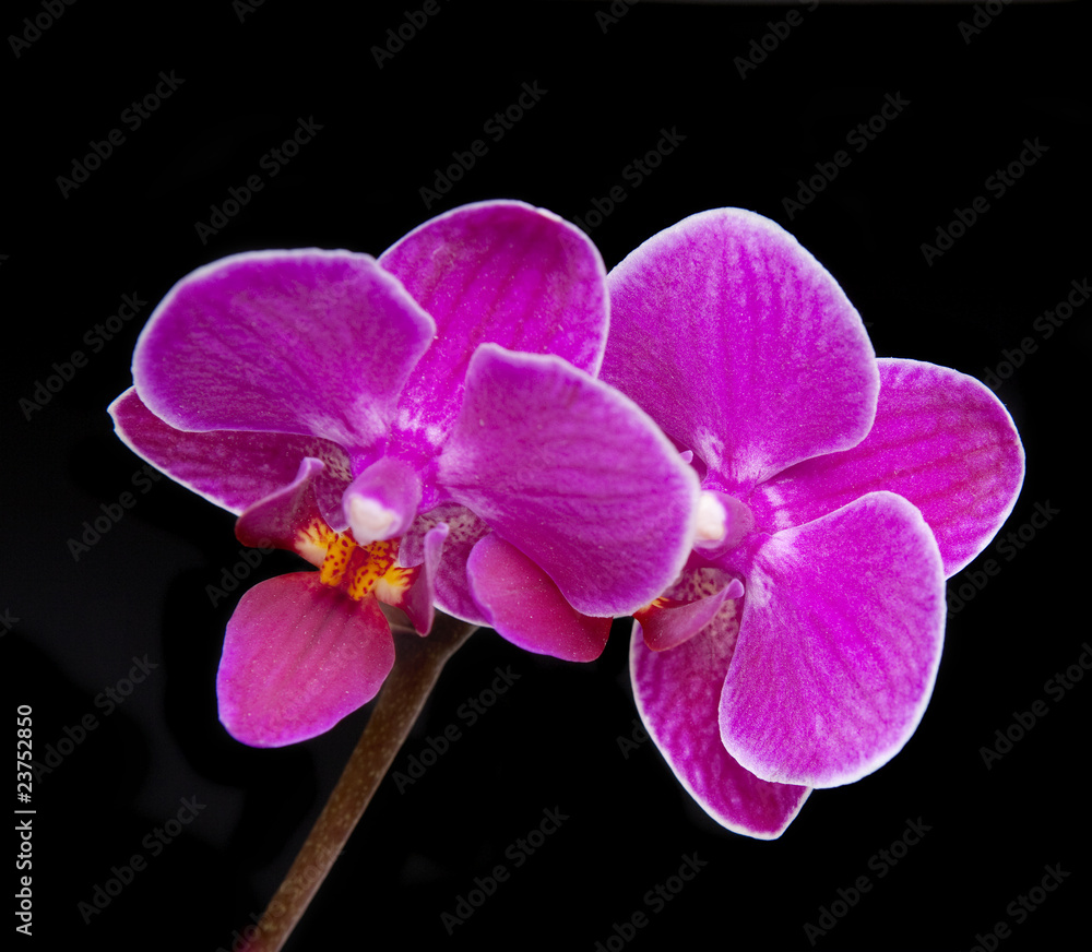 Obraz premium Luxurious orchids