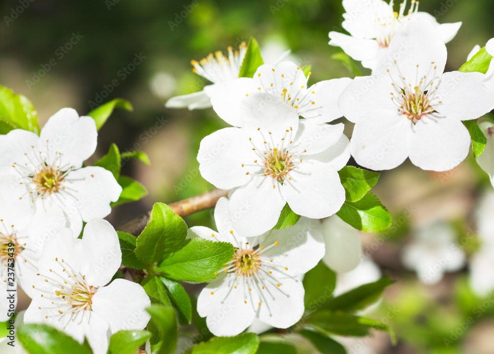 flowering cherry flowering cherry