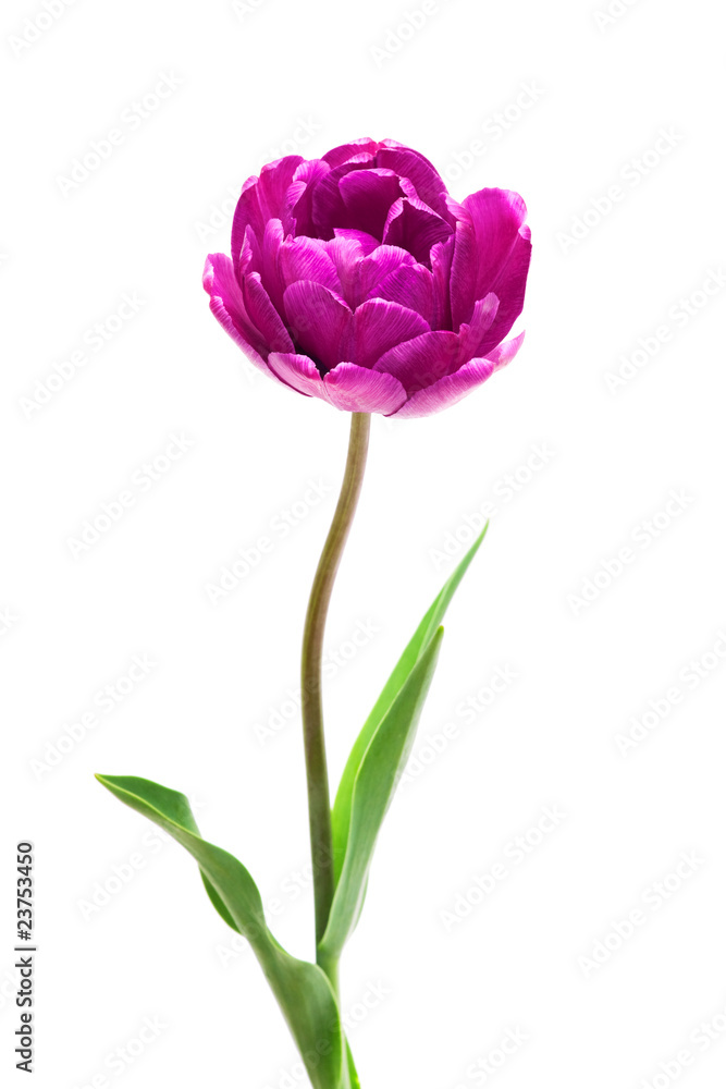 Lilac Perfection Double Peony Tulip