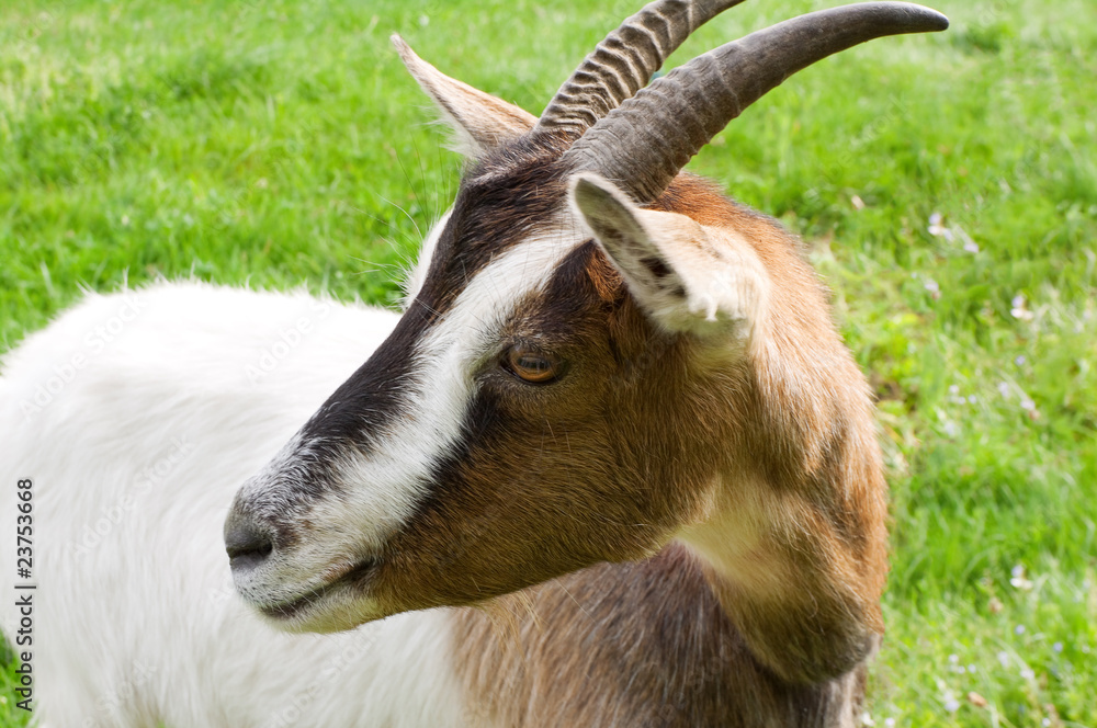 Goat on a green meadow Goat on a green meadow