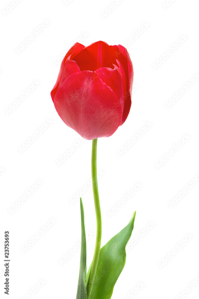beautiful red tulip isolated on white beautiful red tulip isolated on white