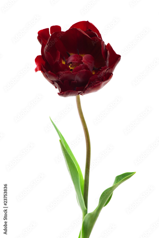 burgundy Double Peony Tulip