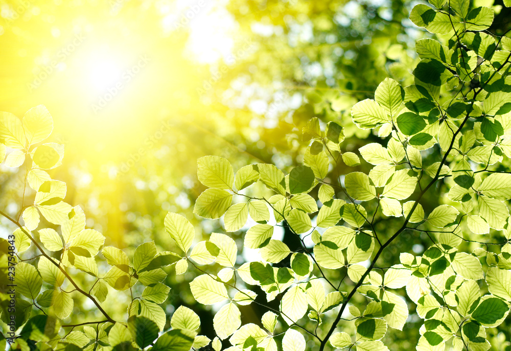 Fototapeta premium Green leaves background