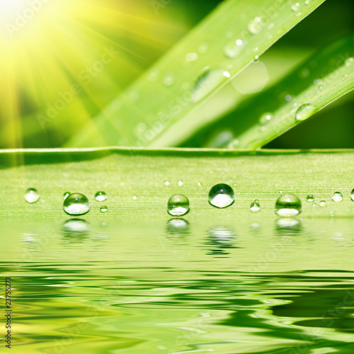 Green grass with raindrops background