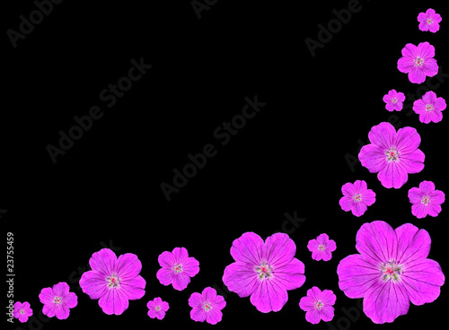 Fototapeta Naklejka Na Ścianę i Meble -  Group of Purple Flowers Isolated on Black Background