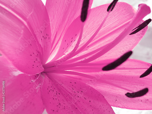 Beautiful vibrant soft pink flower