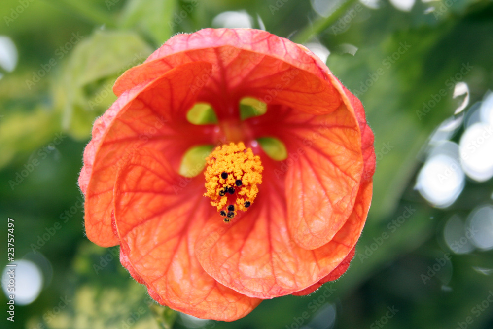 Abutilon Hybridum, Farolito japonés , Arce japonés