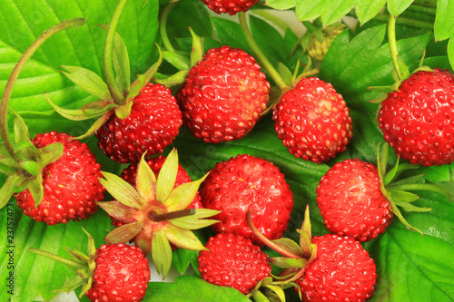 Wild strawberry macro