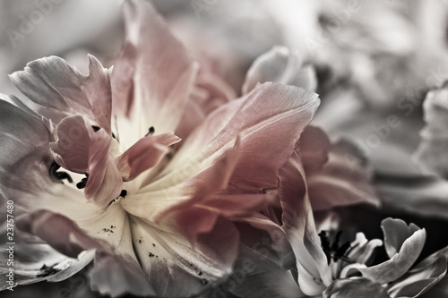 Fototapeta Naklejka Na Ścianę i Meble -  Fine art of close-up Tulips, blurred and sharp