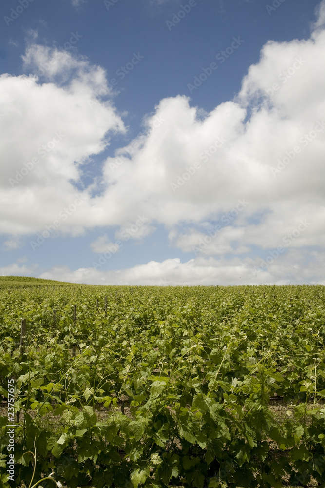 Vineyard and sky