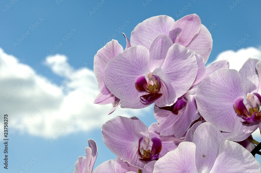 Obraz premium Orchideenblüte