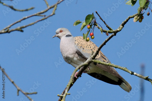 Tourterelle des bois (streptopelia turtur) photo